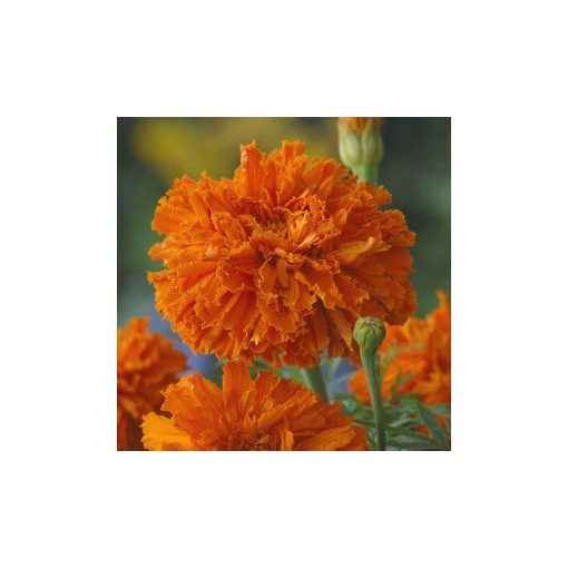 Tagetes erecta kees’ orange