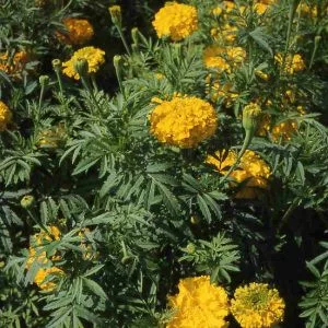Tagetes erecta sierra gold