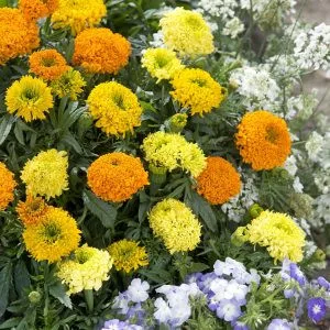 Tagetes erecta spinning wheels
