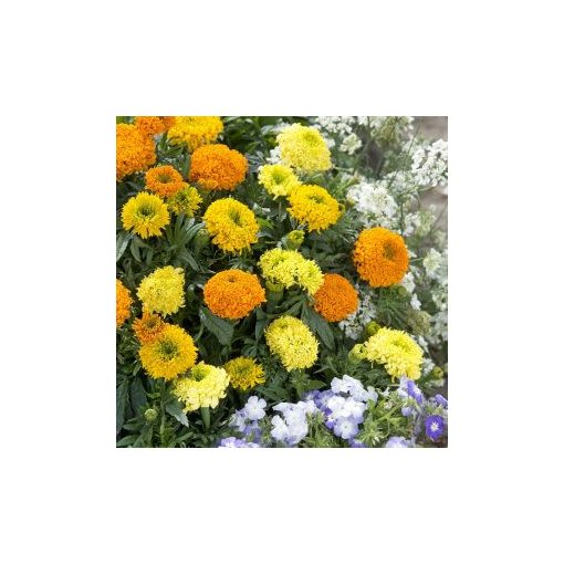 Tagetes erecta spinning wheels