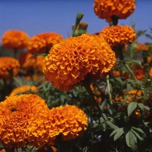 Tagetes erecta xochi orange f1 (coated seeds)