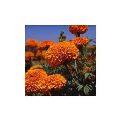 Tagetes erecta xochi orange f1 (coated seeds)