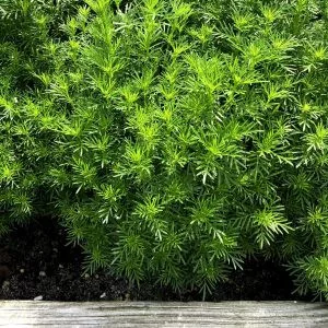 Tagetes fillefolia dropshot