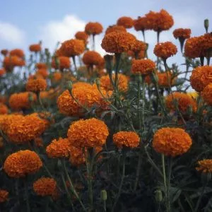 Tagetes hawaii