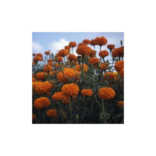 Tagetes hawaii