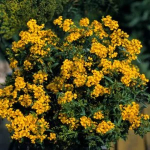 Tagetes lucida sweet mace