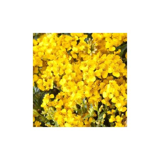 Tagetes lucida sweet mace organic