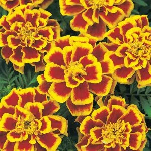 Tagetes patula nana durango bee (detailed)