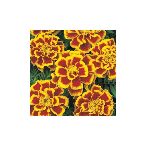 Tagetes patula nana durango bee (detailed)