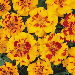 Tagetes patula nana durango bolero (detailed)