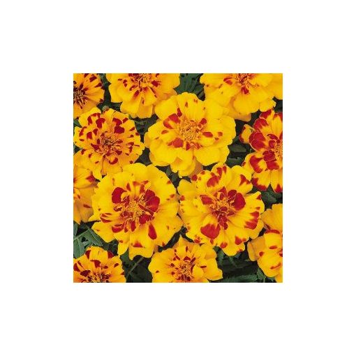 Tagetes patula nana durango bolero (detailed)