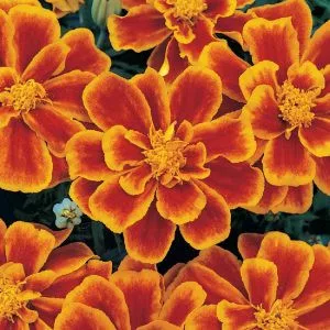 Tagetes patula nana durango flame (detailed)