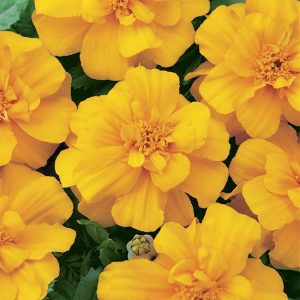 Tagetes patula nana durango gold (detailed)