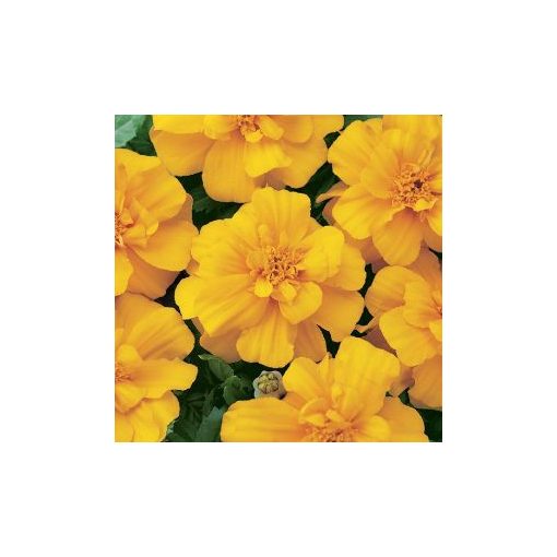 Tagetes patula nana durango gold (detailed)