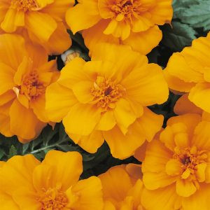 Tagetes patula nana durango orange (detailed)