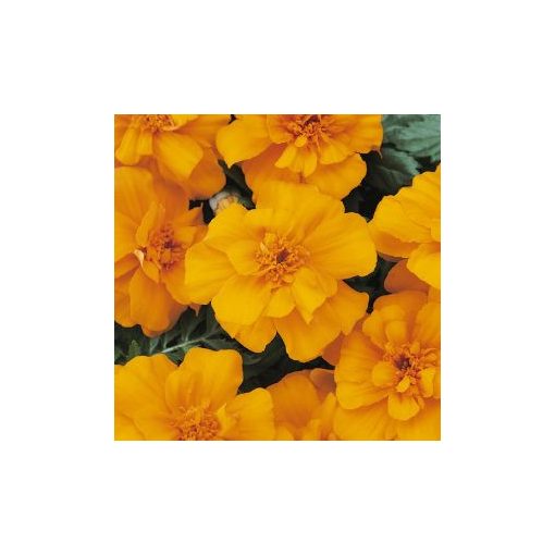 Tagetes patula nana durango orange (detailed)