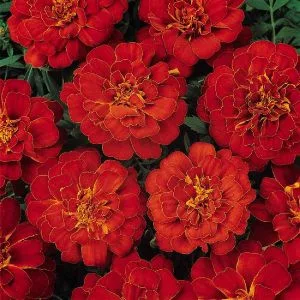 Tagetes patula nana durango red (detailed)