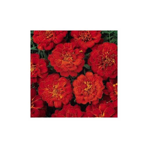 Tagetes patula nana durango red (detailed)