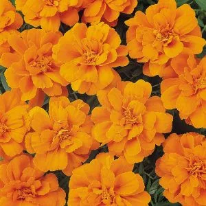 Tagetes patula nana durango tangerine (detailed)