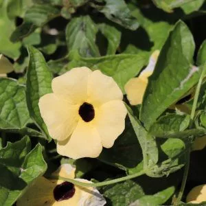Thunbergia alata aurea oculata