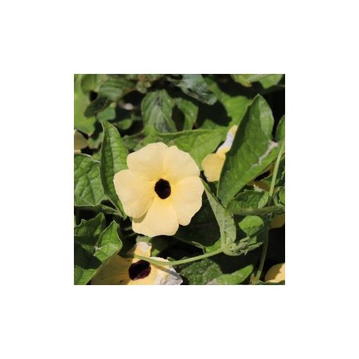 Thunbergia alata aurea oculata