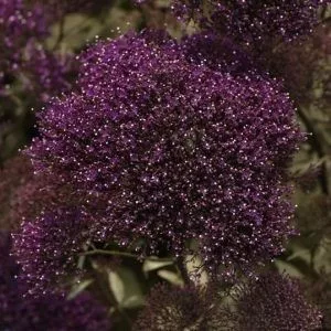 Trachelium caeruleum lake forest purple