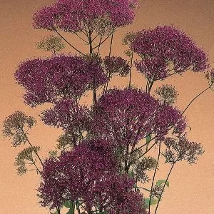 Trachelium caeruleum lake michigan violet