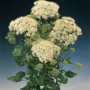 Trachelium caeruleum lake michigan white