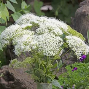 Trachelium caeruleum white knight