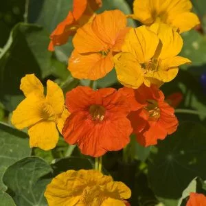 Tropaeolum majus gleam field grown mixture
