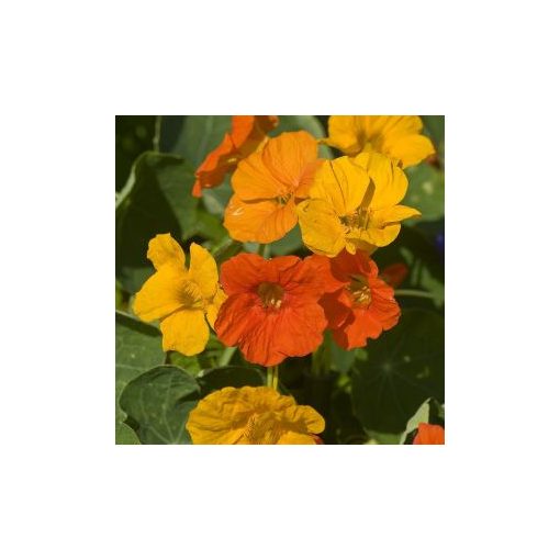 Tropaeolum majus gleam field grown mixture