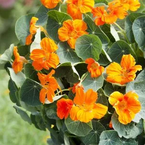 Tropaeolum minus baby orange