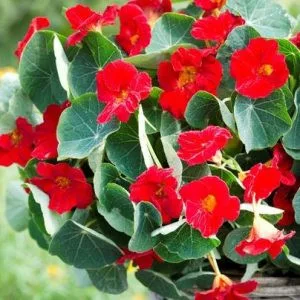 Tropaeolum minus baby red