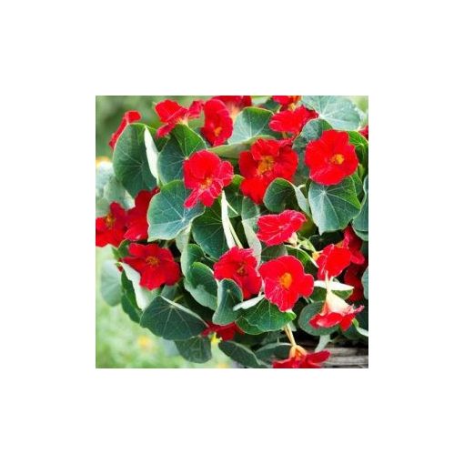 Tropaeolum minus baby red