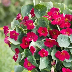 Tropaeolum minus baby rose