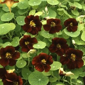 Tropaeolum minus black velvet