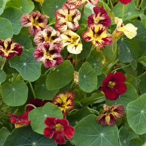 Tropaeolum minus bloody mary