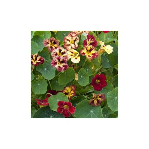 Tropaeolum minus bloody mary