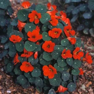 Tropaeolum minus empress of india
