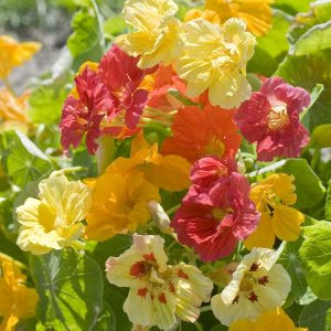 Tropaeolum minus jewel formula mixture