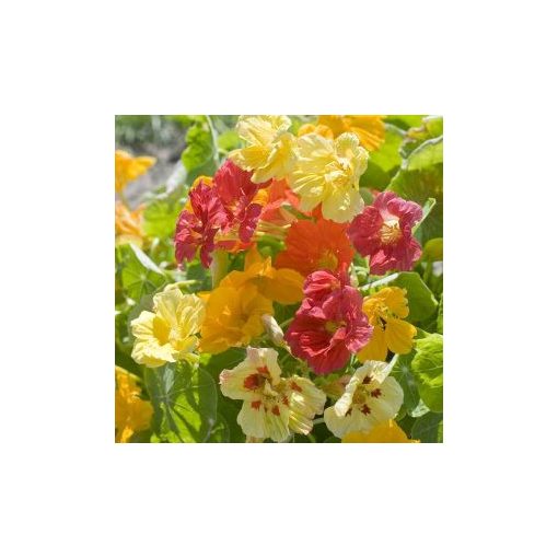 Tropaeolum minus jewel formula mixture