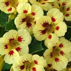 Tropaeolum minus ladybird cream purple spot