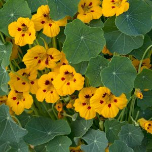 Tropaeolum minus ladybird gold