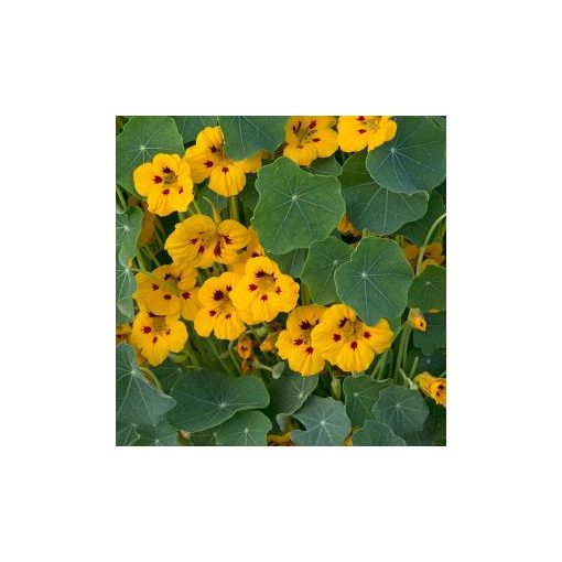 Tropaeolum minus ladybird gold