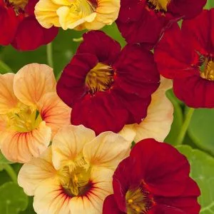 Tropaeolum minus sahin’s paso doble
