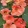Tropaeolum minus salmon baby