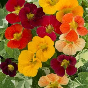 Tropaeolum minus tip top alaska mixture