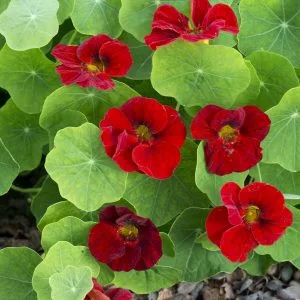 Tropaeolum minus tip top mahogany