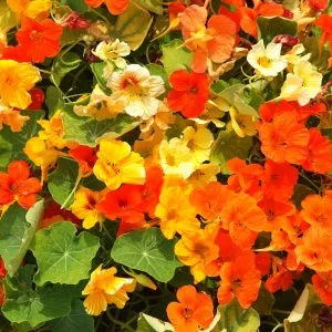 Tropaeolum minus tip top mixed colours