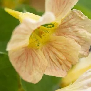 Tropaeolum minus tip top pink blush